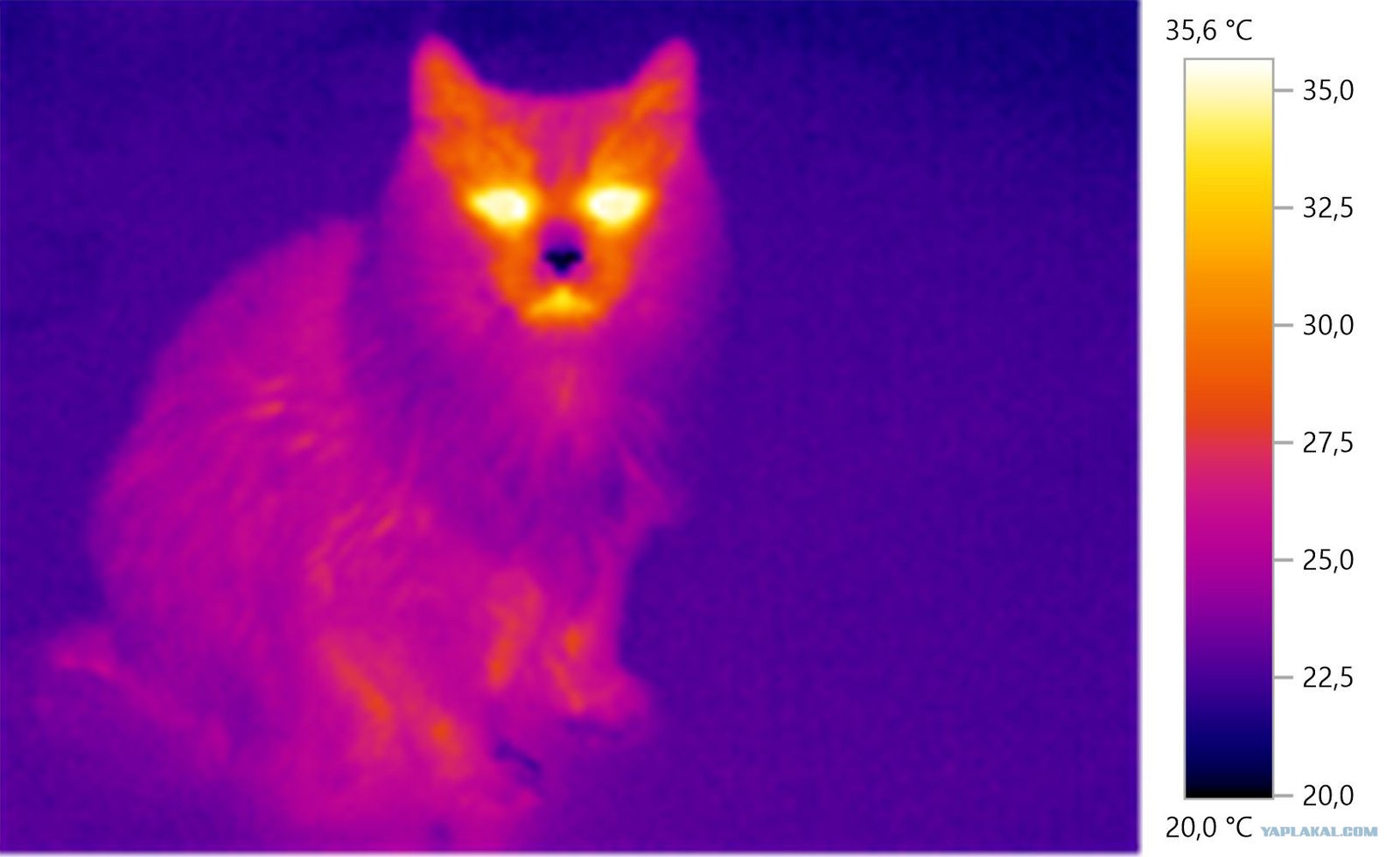 Тепловизионное изображение